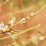 《シャブ御殿》群馬県の場所は何処？「シャブばばあ」とは何者か？清原の薬入手先として話題に